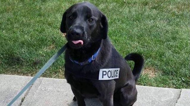 Police Trained Sniffer Dog