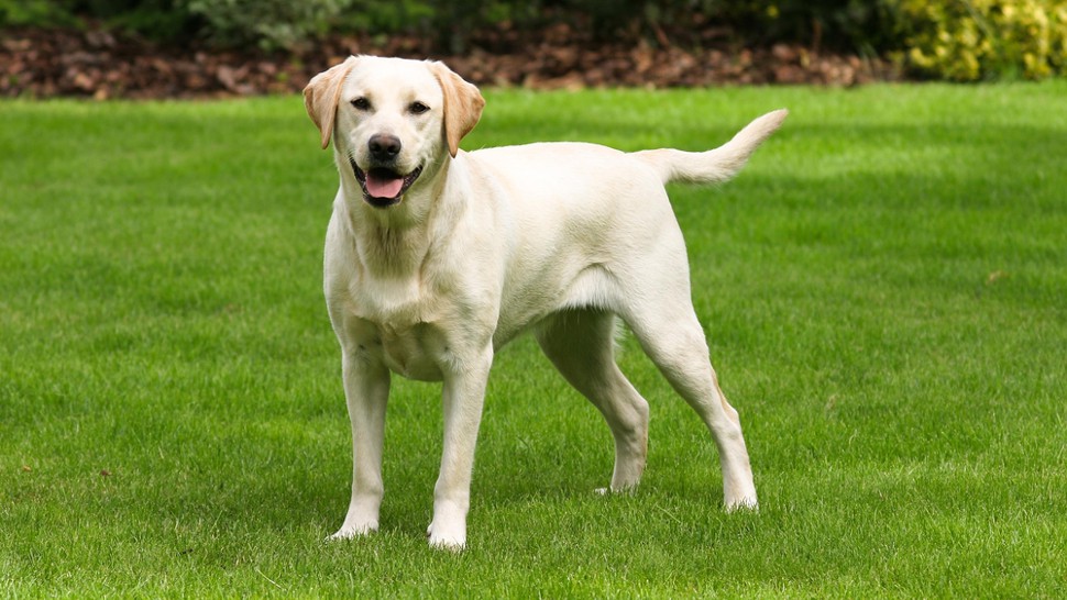 Scottsdale is Leg Up on Being a Pet Friendly City