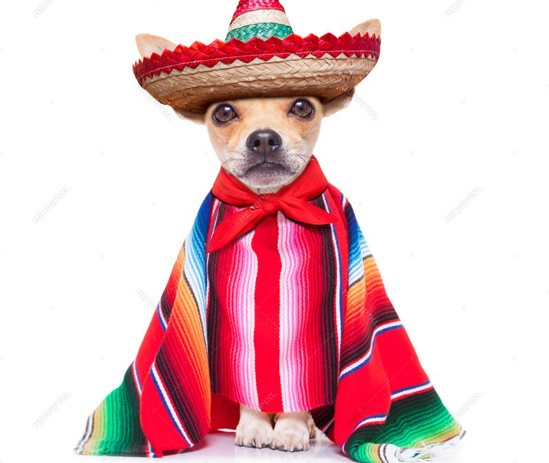 Chihuahua Races and Car Show!