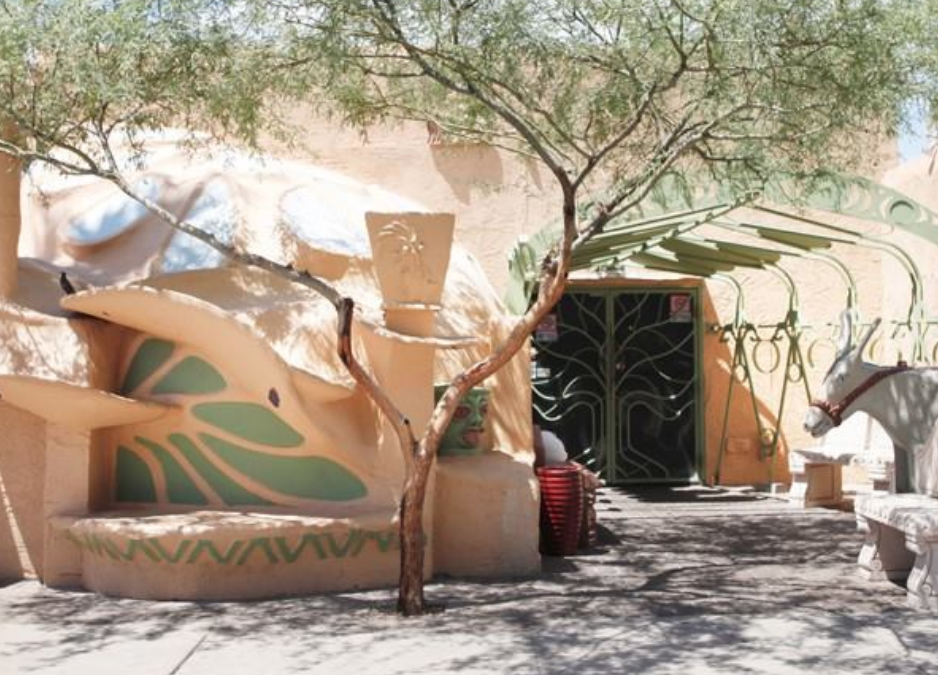 Scottsdale Olive Trees