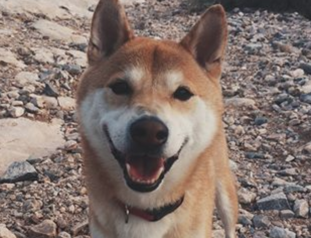 Grab a Doggie Bag at d’Lite!