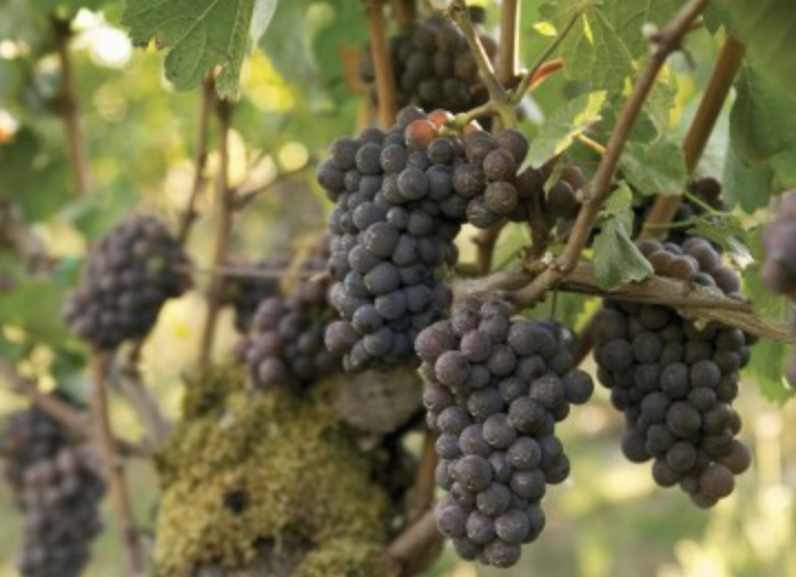 No Whining on Wine Day!