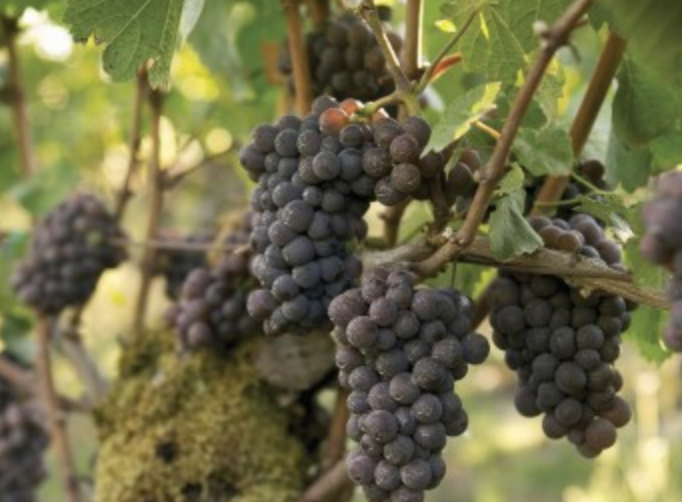 No Whining on Wine Day!