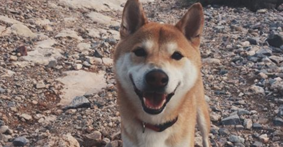 Hiking with Your Pooch!