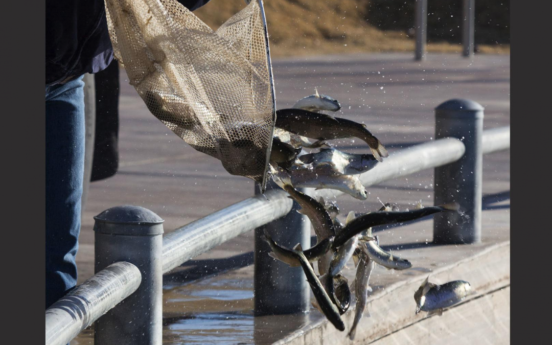 East Valley Anglers Can Fish Closer to Home