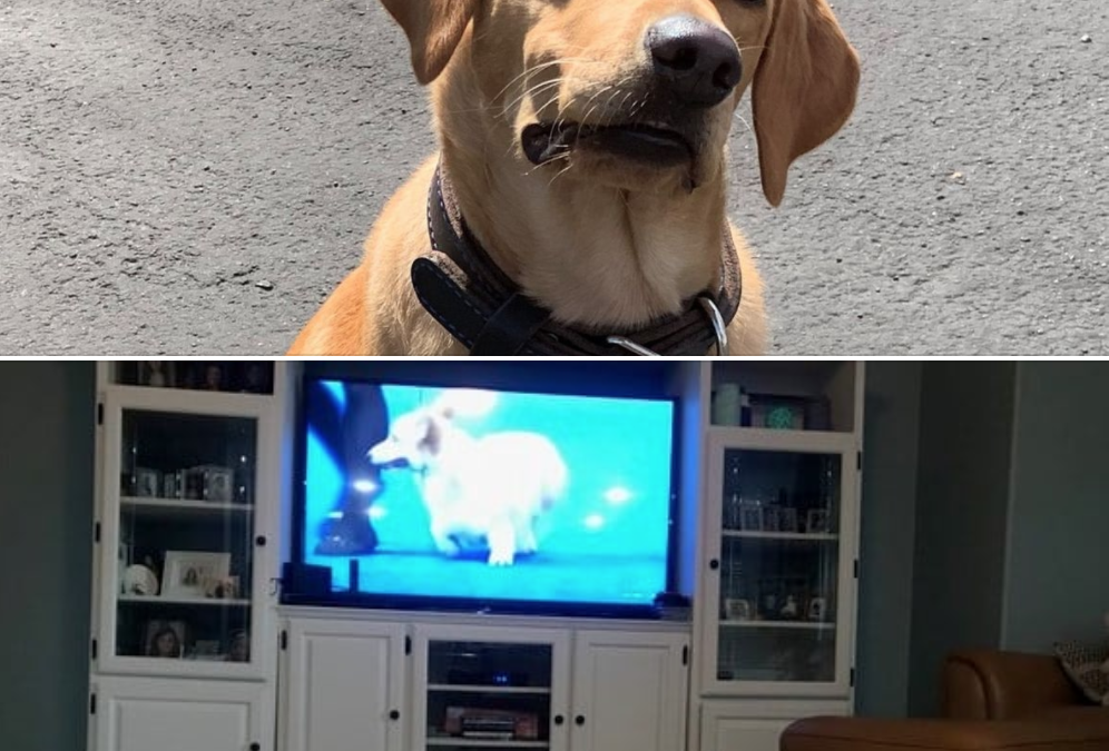 Bomb Dog Enjoys Dog TV