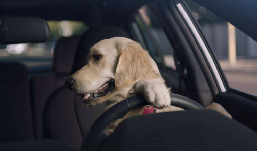 Pets in Hot Cars Penalties