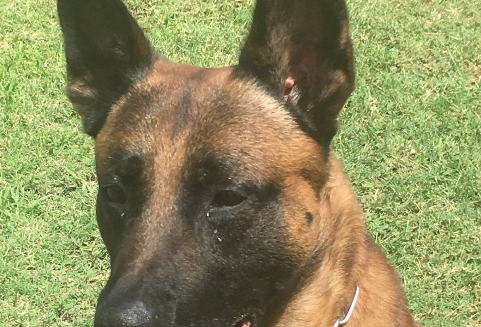 K9 Rico Catches Burglary Suspect