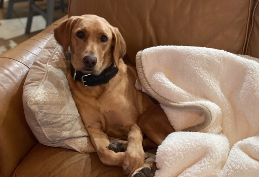 Bomb Dog Takes a Break!
