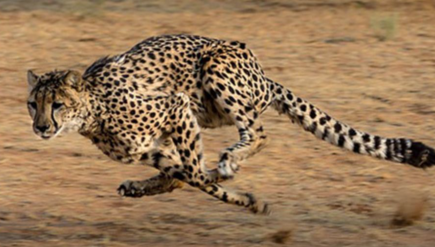 Cheetahs Sprint Faster Than Speed Limit