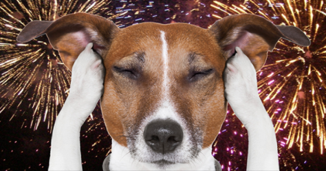 July 4 Safety Tips for Pets