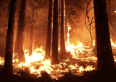 How do I Find My Family During a Wildfire