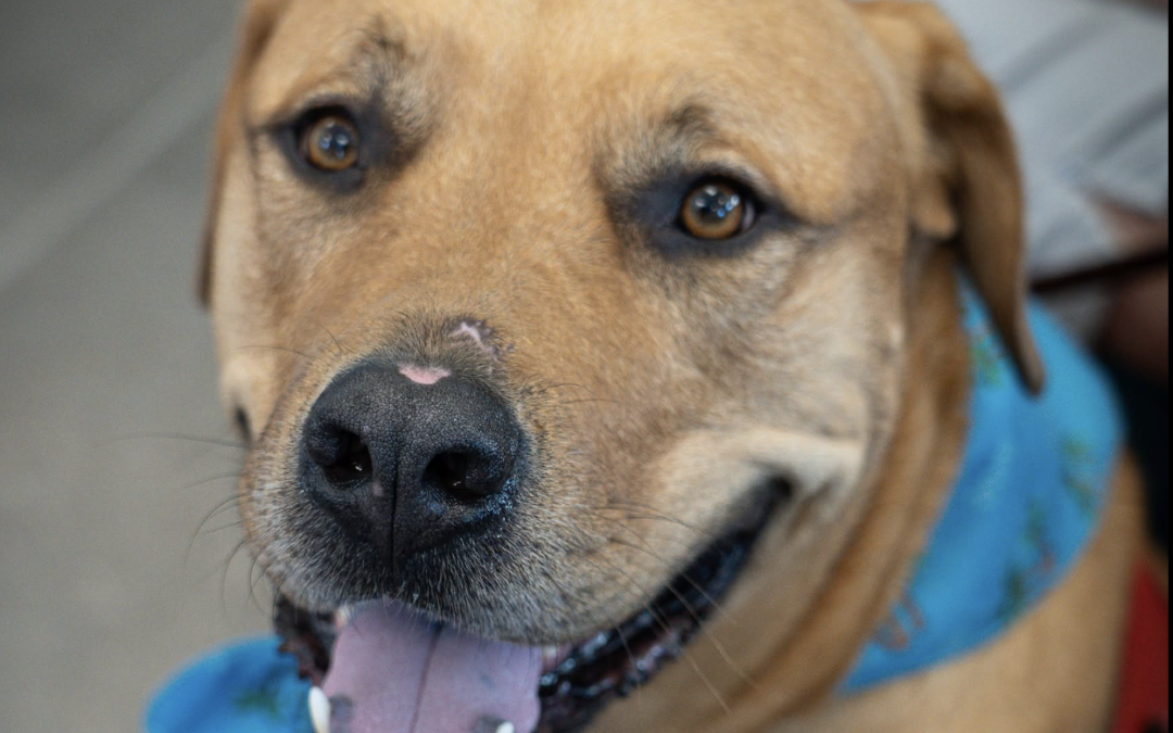 National Service Dog Month