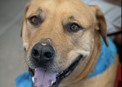National Service Dog Month